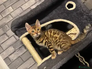 Bengal cats Ready Now Bengal kittens for loving homes. - Advert 3