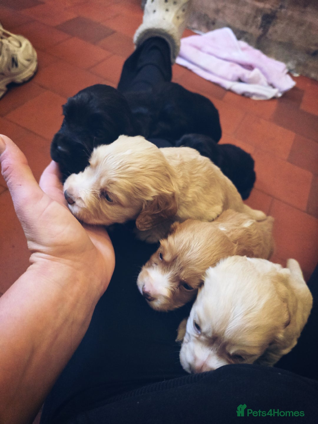 Cocker Spaniel dogs for sale: Kc registered Working cocker spaniel puppies  - Advert 3