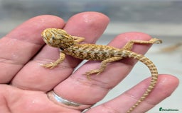 Bearded Dragon reptiles for sale: 50% red monster bearded dragons  - Image 12