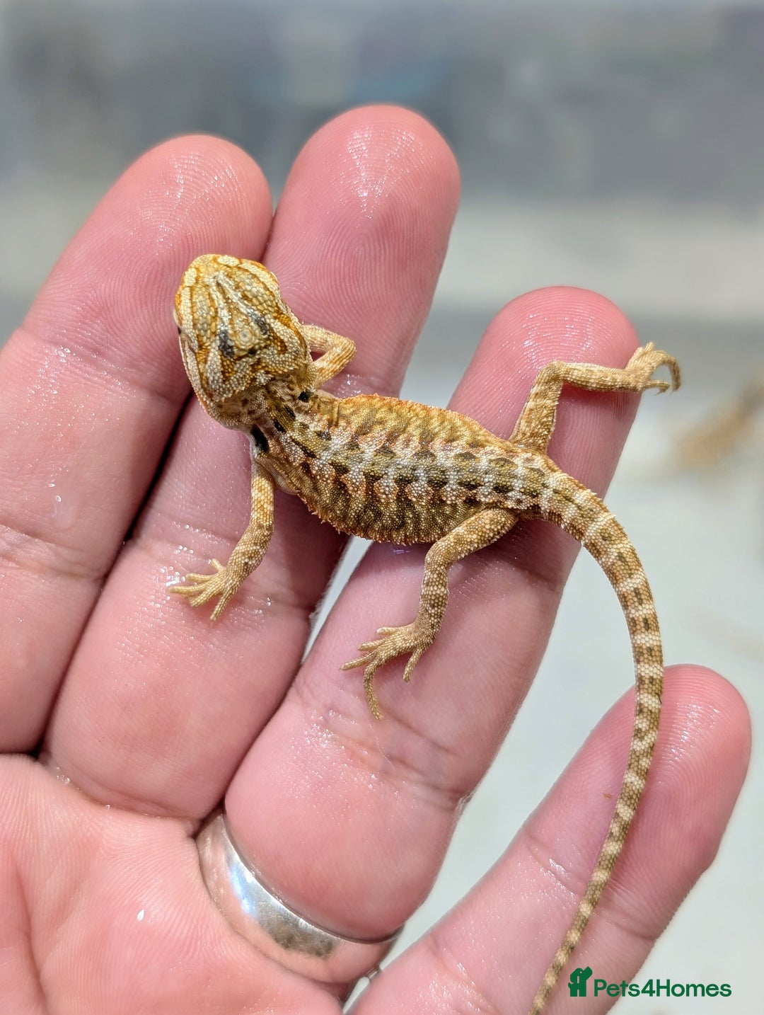 Bearded Dragon reptiles for sale: 50% red monster bearded dragons  - Image 12