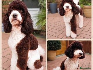 Poodle dogs FULLY HEALTH TESTED MOYEN POODLE STUD! in Kettering - Advert 2