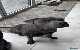 Staffordshire Bull Terrier dogs for stud: KC Registered Staffordshire bull terrier for stud - Image 5