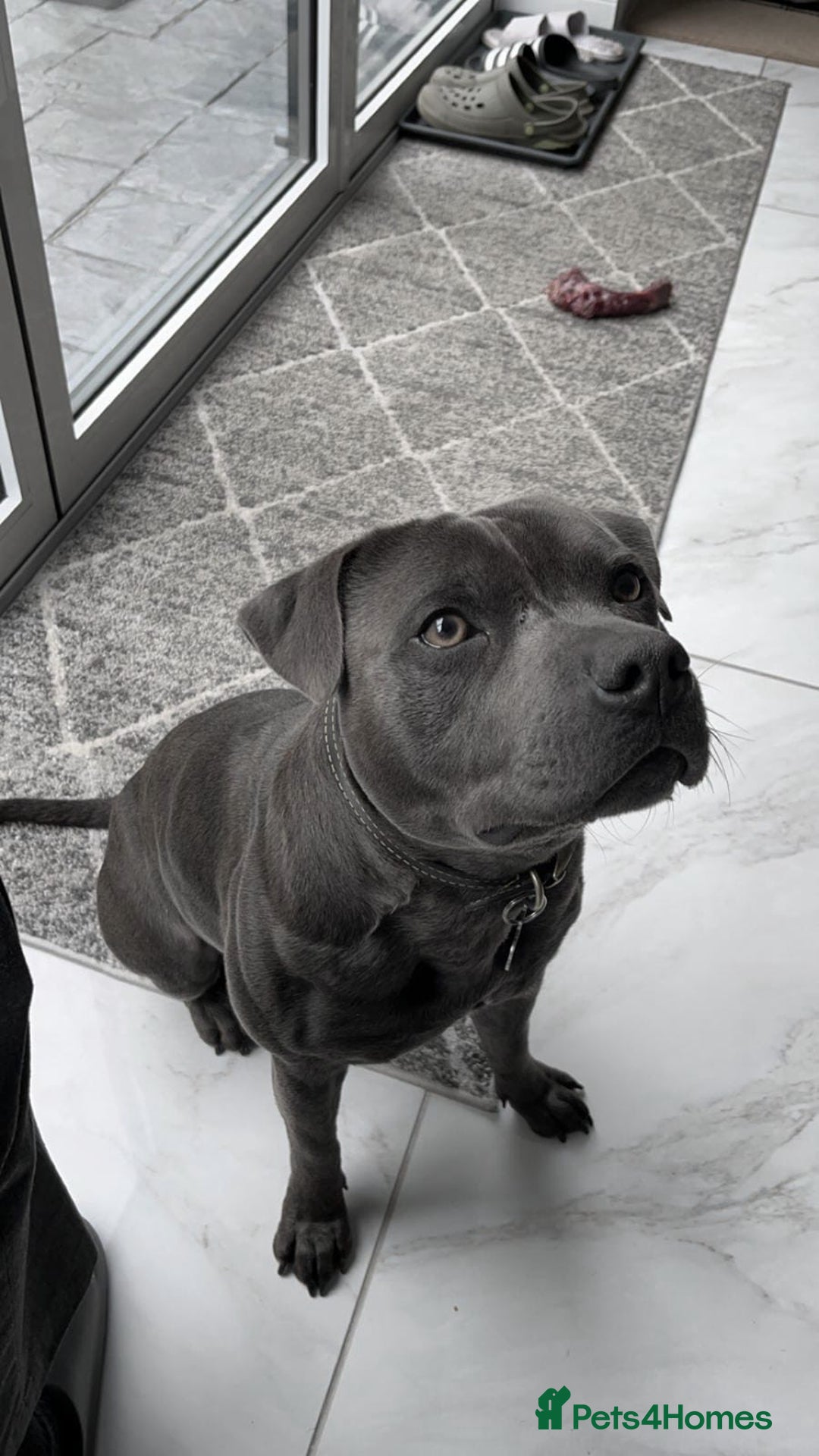 Staffordshire Bull Terrier dogs for stud: KC Registered Staffordshire bull terrier for stud - Image 5