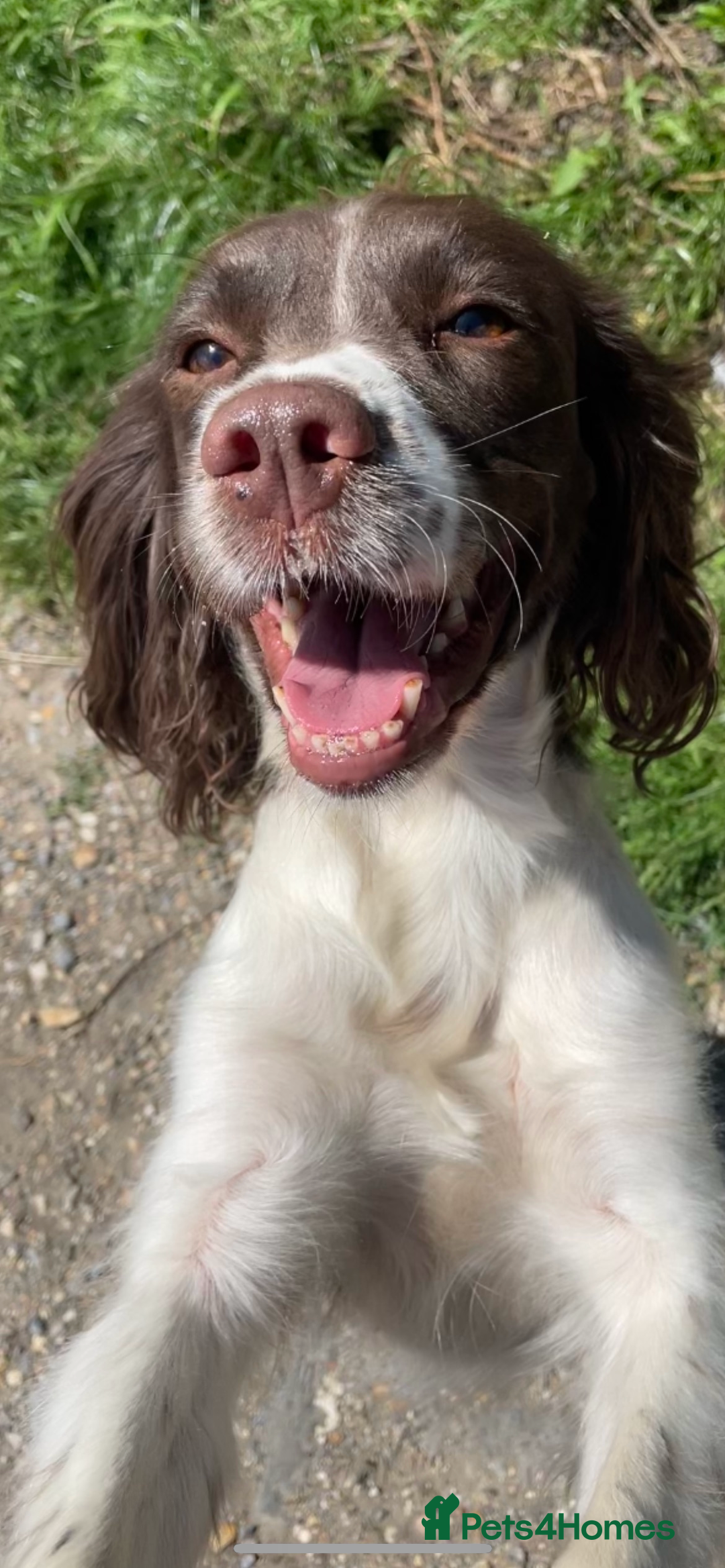 English Springer Spaniel dogs for sale: *Lovely Springer Girl looking for forever home * - Advert 1
