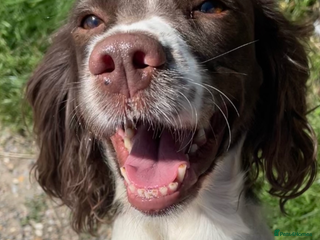 English Springer Spaniel dogs *Lovely Springer Girl looking for forever home * - Advert 16