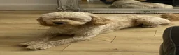 Cockapoo dogs for stud: Monty  in Liverpool - Advert 4