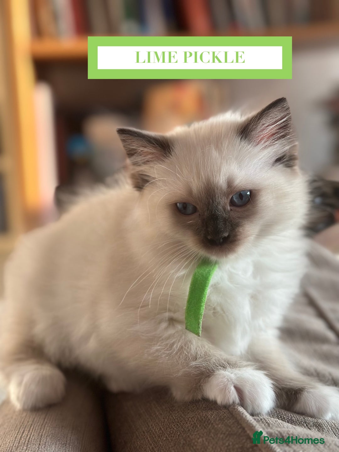 Ragdoll cats for sale: GORGREOUS 1/2 PEDIGREE RAGDOLL KITTENS 💗 - Image 14