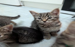 Domestic Shorthair cats for sale: Babies ready for their new homes NOW 🥰 - Image 16