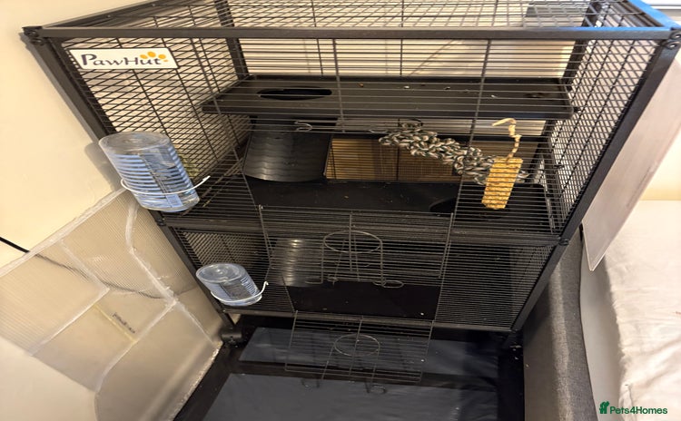 Rat rodents - Advert 1