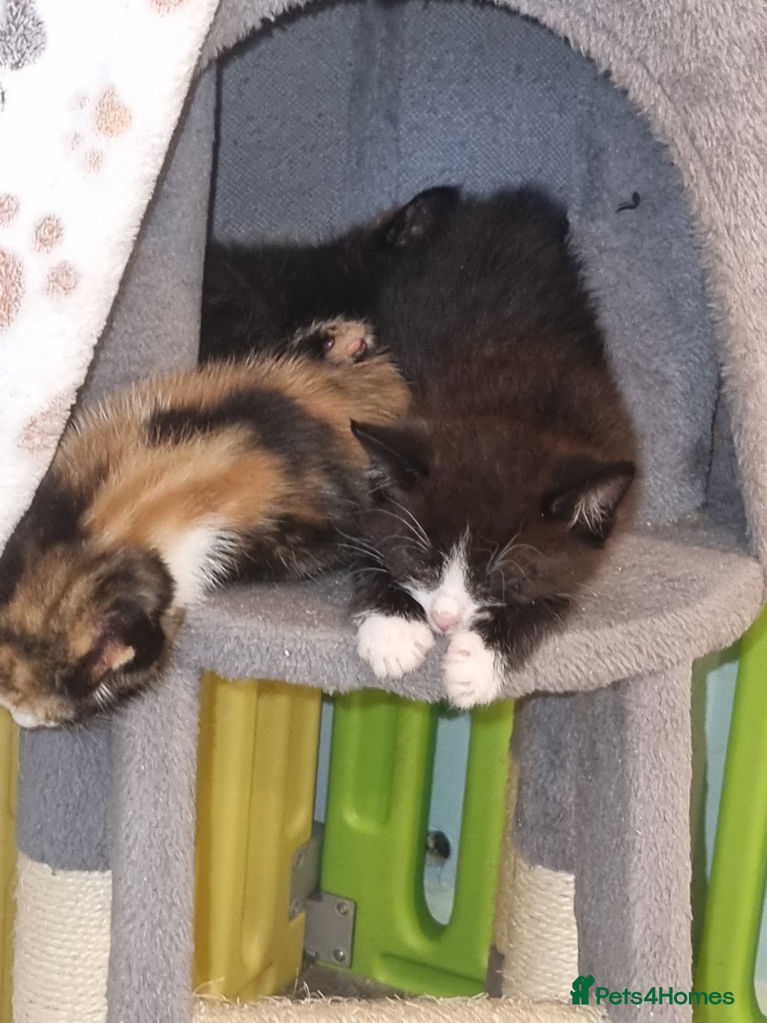 Mixed Breed cats for sale: Kittens - Image 3
