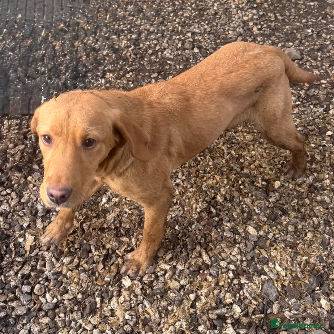 Labrador Retriever dogs for sale: 🧡 Older Yellow & Red RKC Labrador Boys 💛 - Advert 36