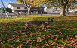 German Shepherd dogs for sale: German Shepherd puppies  in Scunthorpe - Image 2