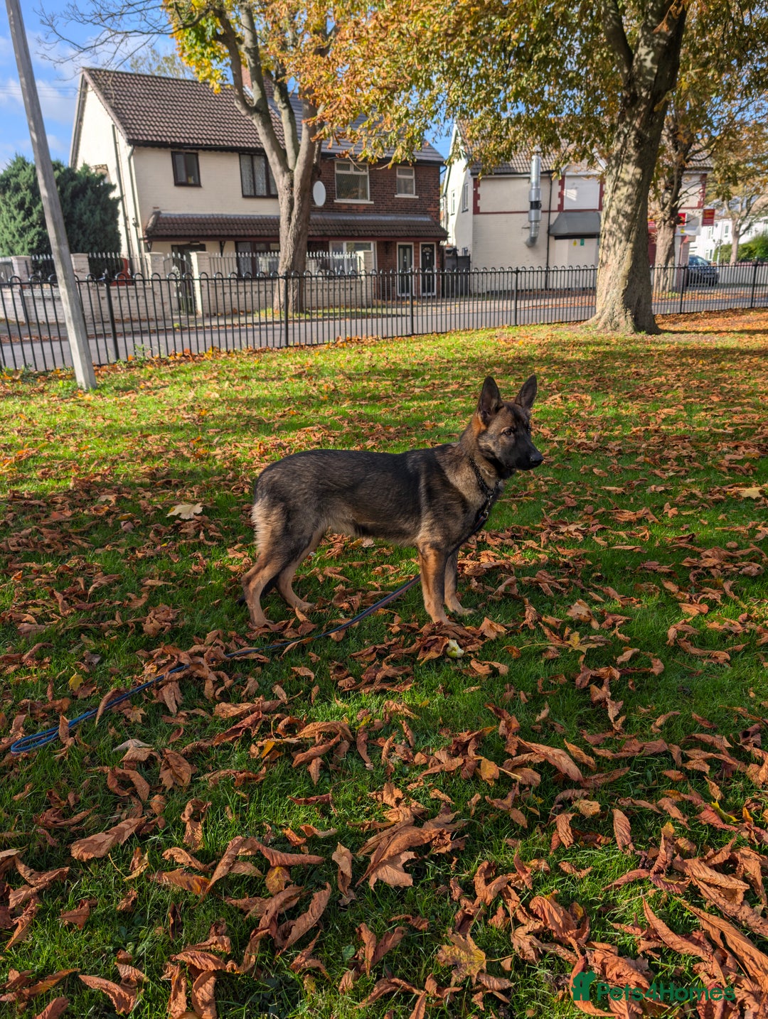 German Shepherd dogs for sale: German Shepherd puppies  in Scunthorpe - Image 2