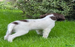 English Springer Spaniel dogs for sale: 1 Female READY TO GO KC Reg ESS Puppy - Image 3