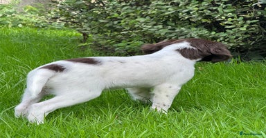 English Springer Spaniel dogs - Advert 6