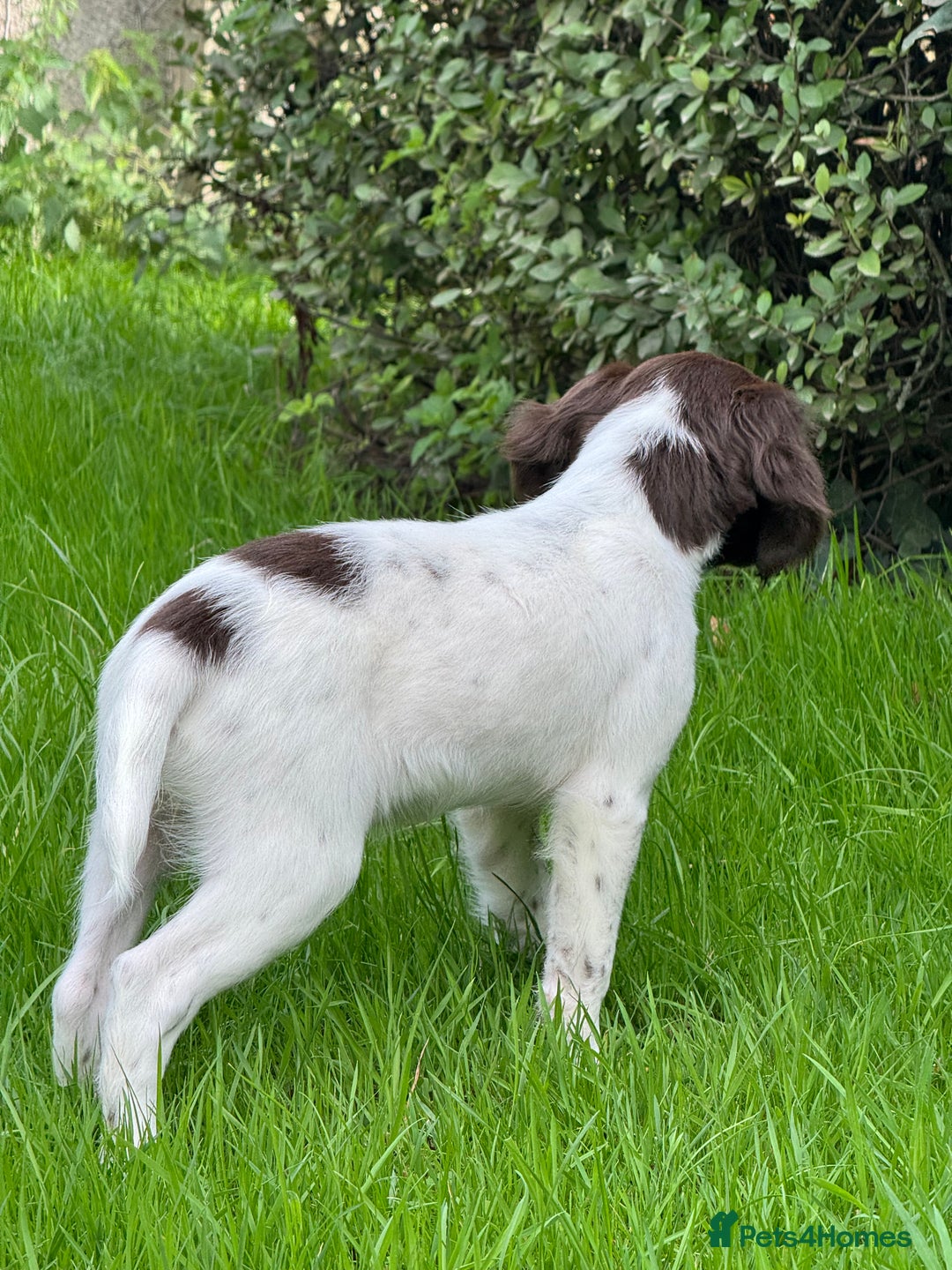 English Springer Spaniel dogs for sale: 1 Female READY TO GO KC Reg ESS Puppy - Image 3