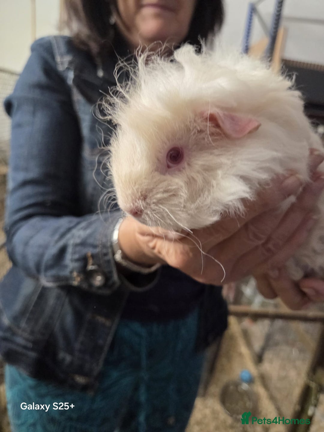 Guinea Pig rodents for sale: Lunkarya Guinea Pig Babies - Image 9