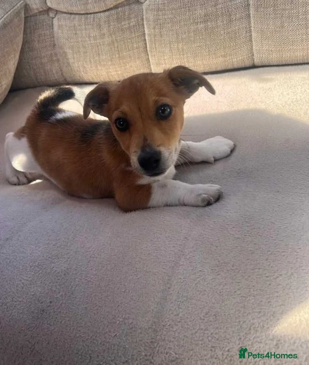 Jack Russell dogs for sale: For sale Jack Russel  in Swindon - Advert 2