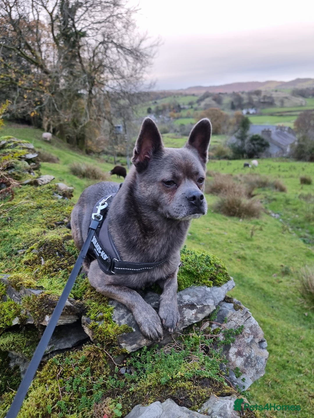 Mixed Breed dogs for sale: Ronnie  - Advert 16