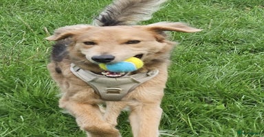 Mixed Breed dogs - Advert 1