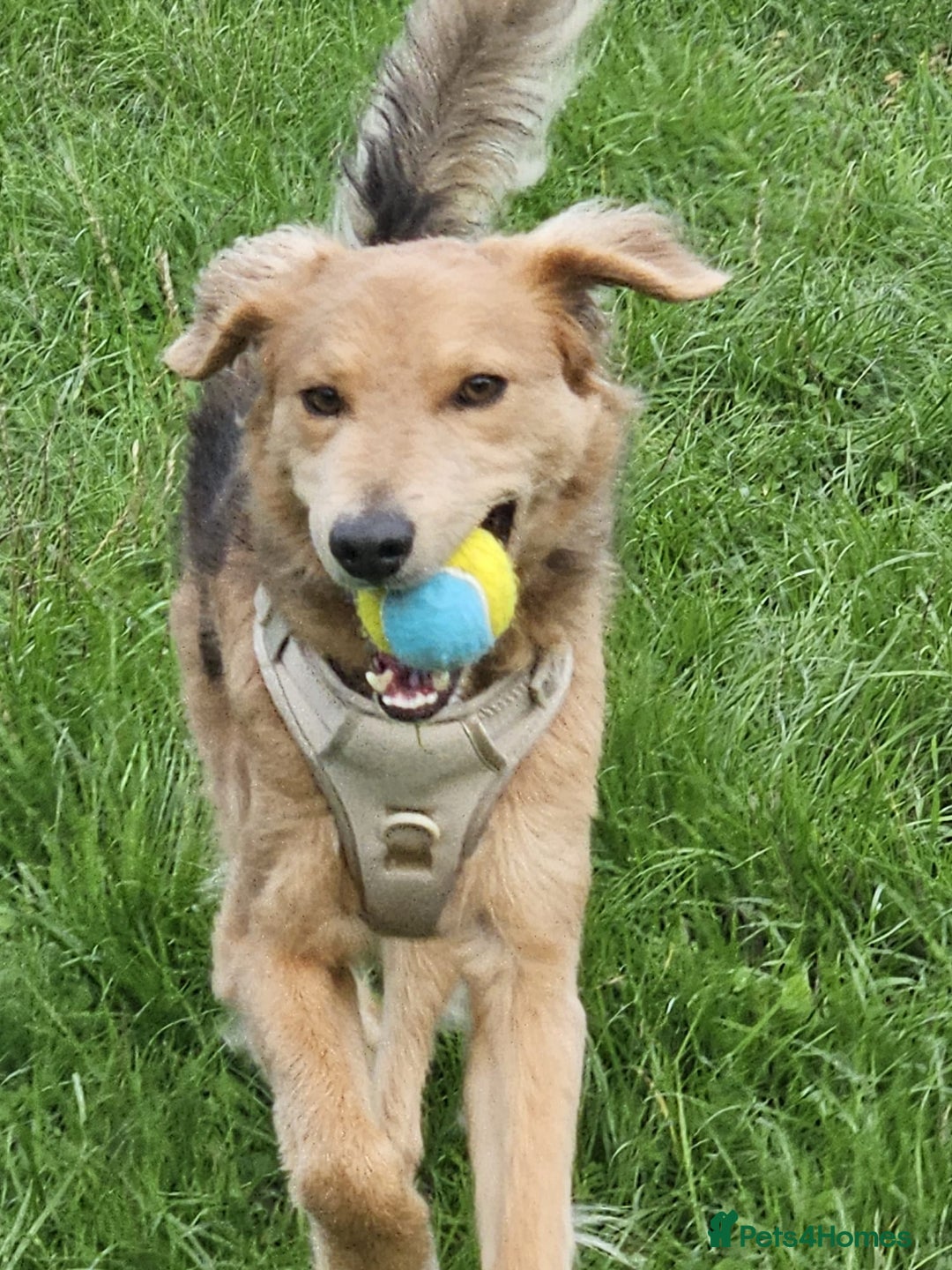 Mixed Breed dogs for adoption: Sweet Nathan Is looking for Love  - Image 3
