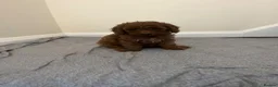 Miniature Poodle dogs for sale: Miniature poodle puppies  - Advert 6