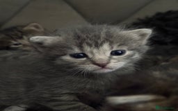 Mixed Breed cats for sale: 4 kittens for sale  - Image 3