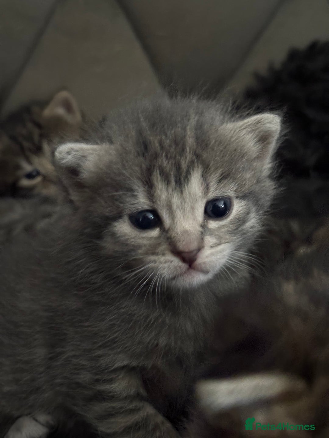 Mixed Breed cats for sale: 4 kittens for sale  - Image 3
