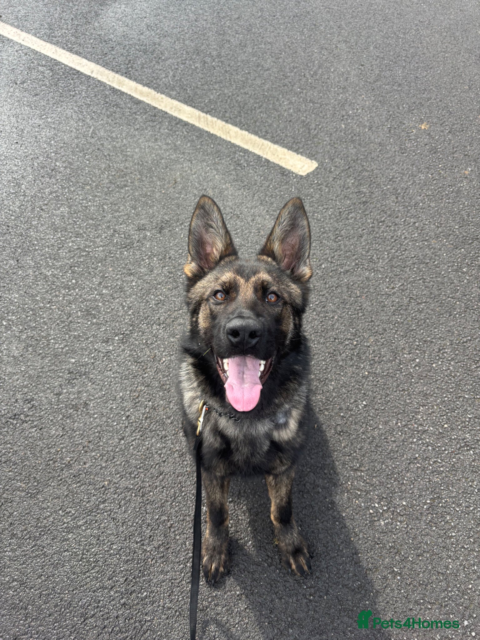 German Shepherd dogs for sale: Part Trained German shepherd available  in Doncaster - Advert 4