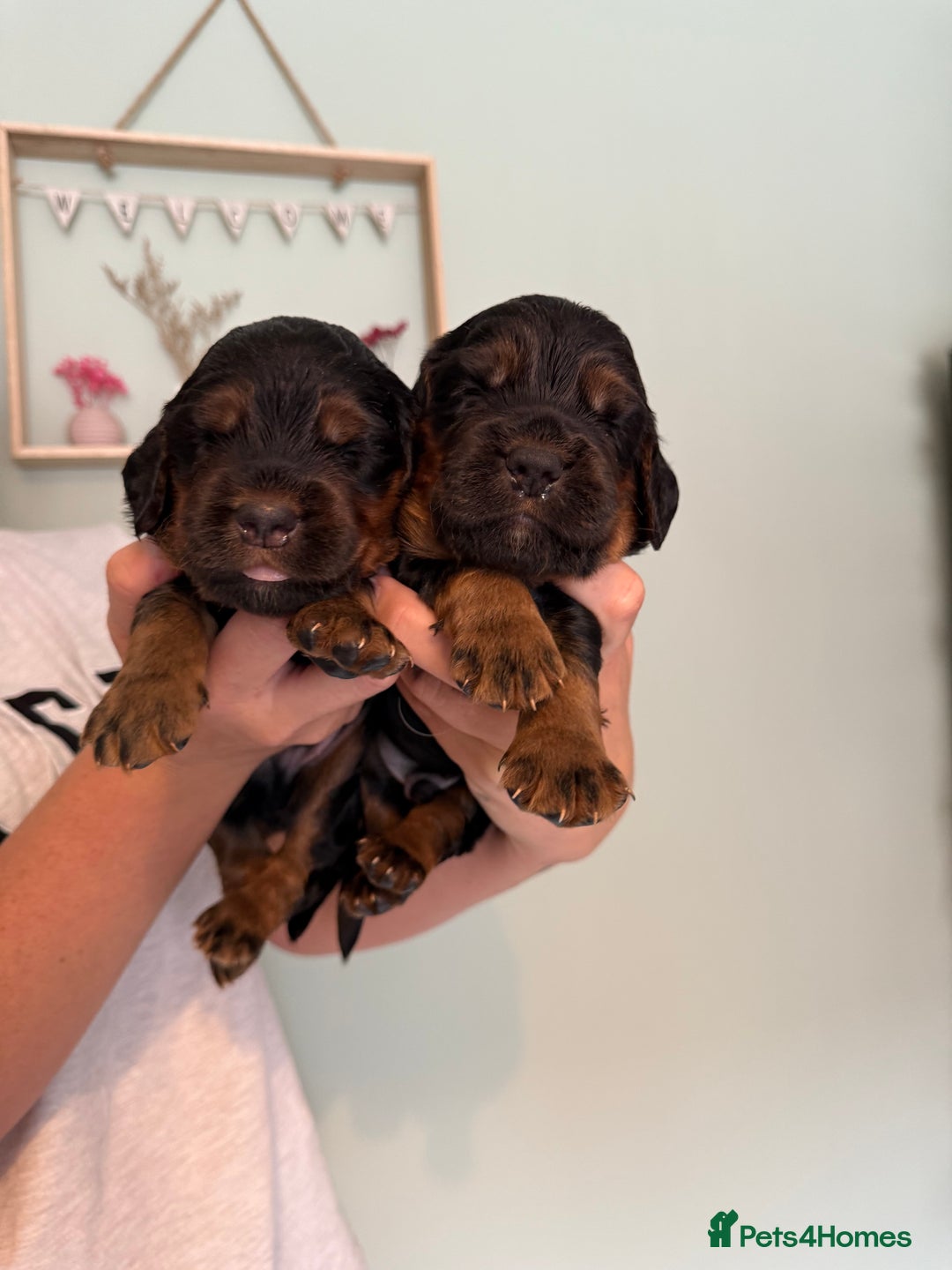 Sprocker dogs for sale: Beautiful Sprocker puppies  - Image 2