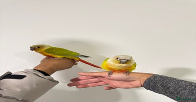 Budgerigars birds - Advert 5