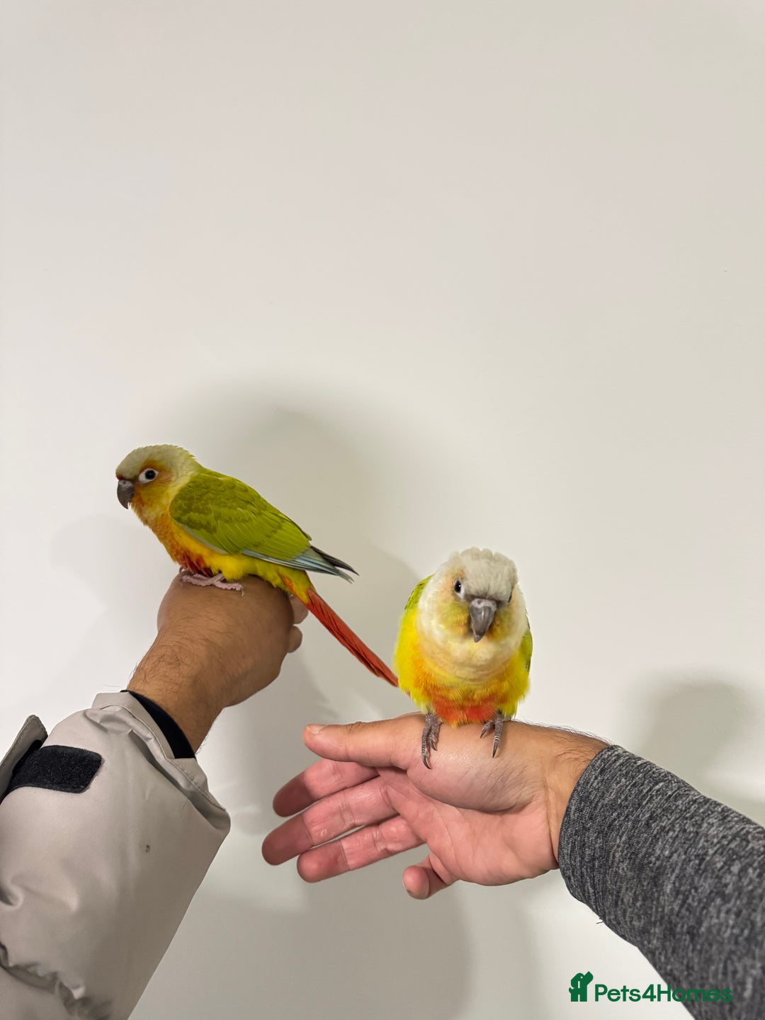 Budgerigars birds for sale: Two Baby handreared super tame conures  EACH - Image 3