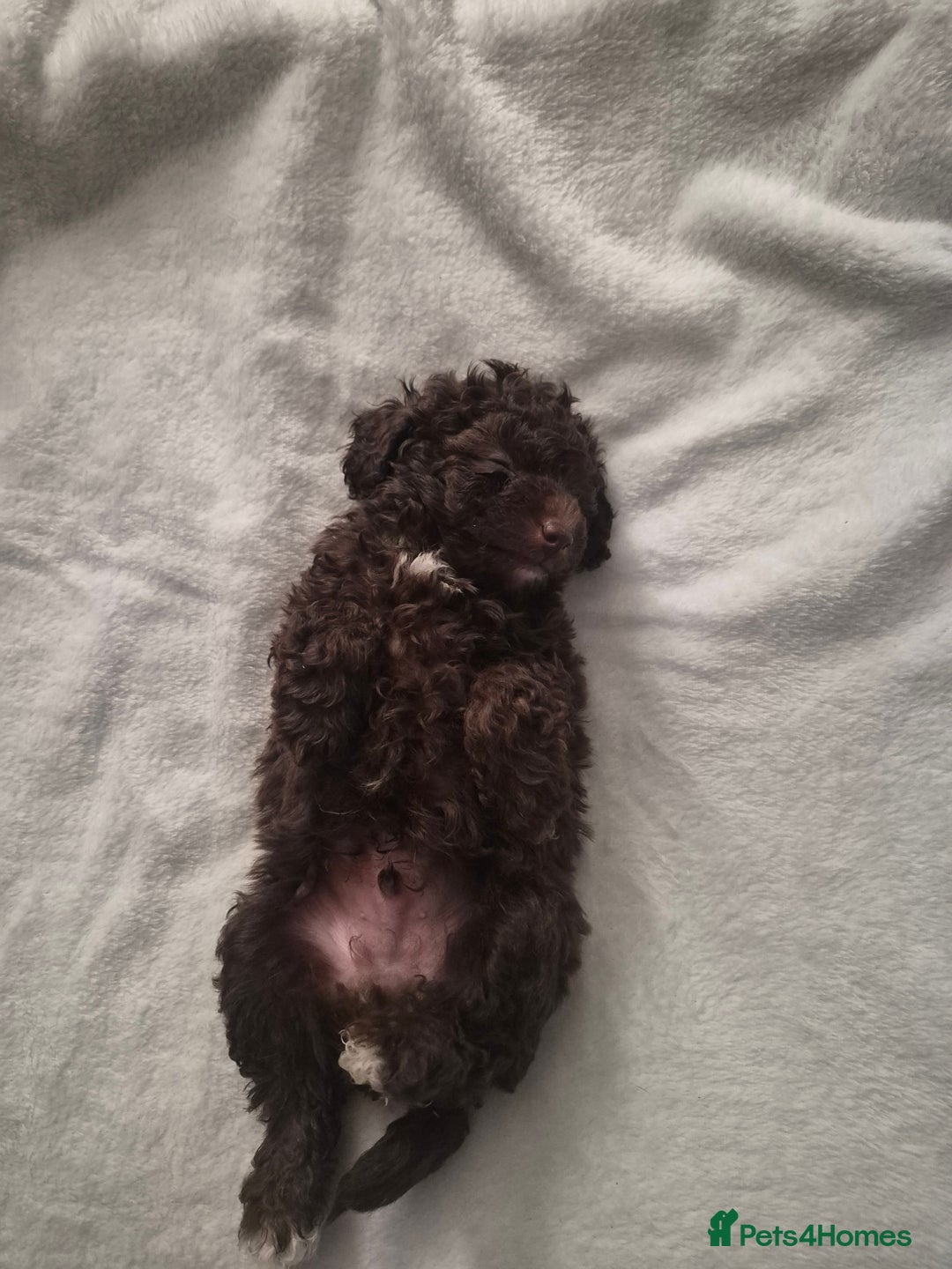Toy Poodle dogs for sale: beautiful toy poodles for sale  - Advert 8