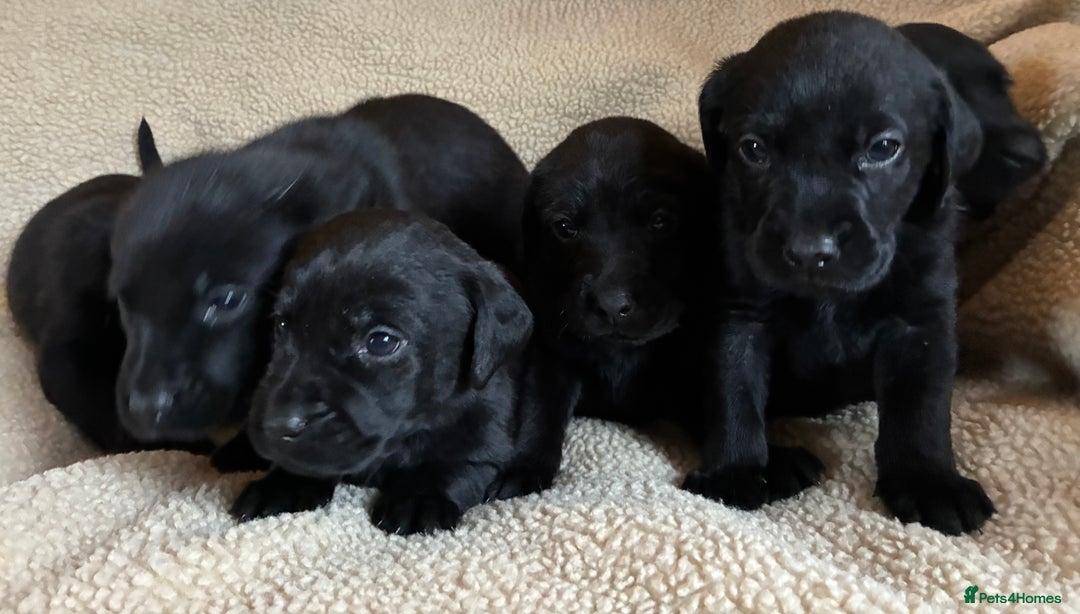 Labrador Retriever dogs for sale: Kc reg black labrador puppies - Advert 11