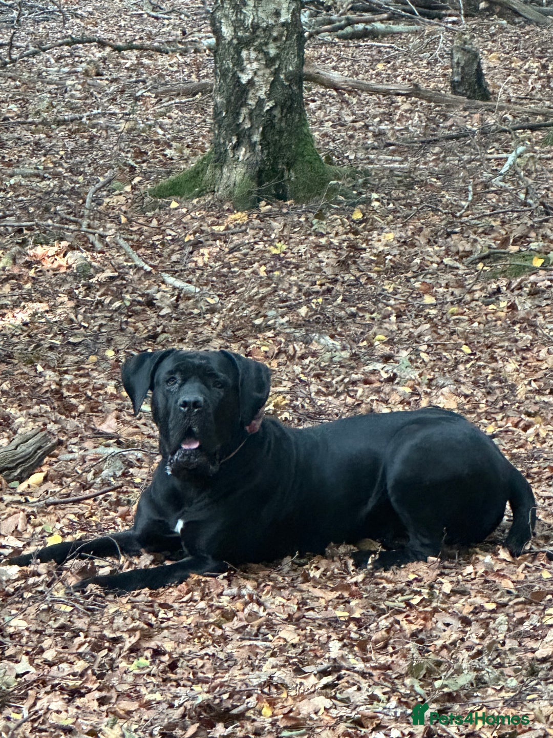 Cane Corso dogs for sale: Cane corso IKC/FCI  - Advert 5