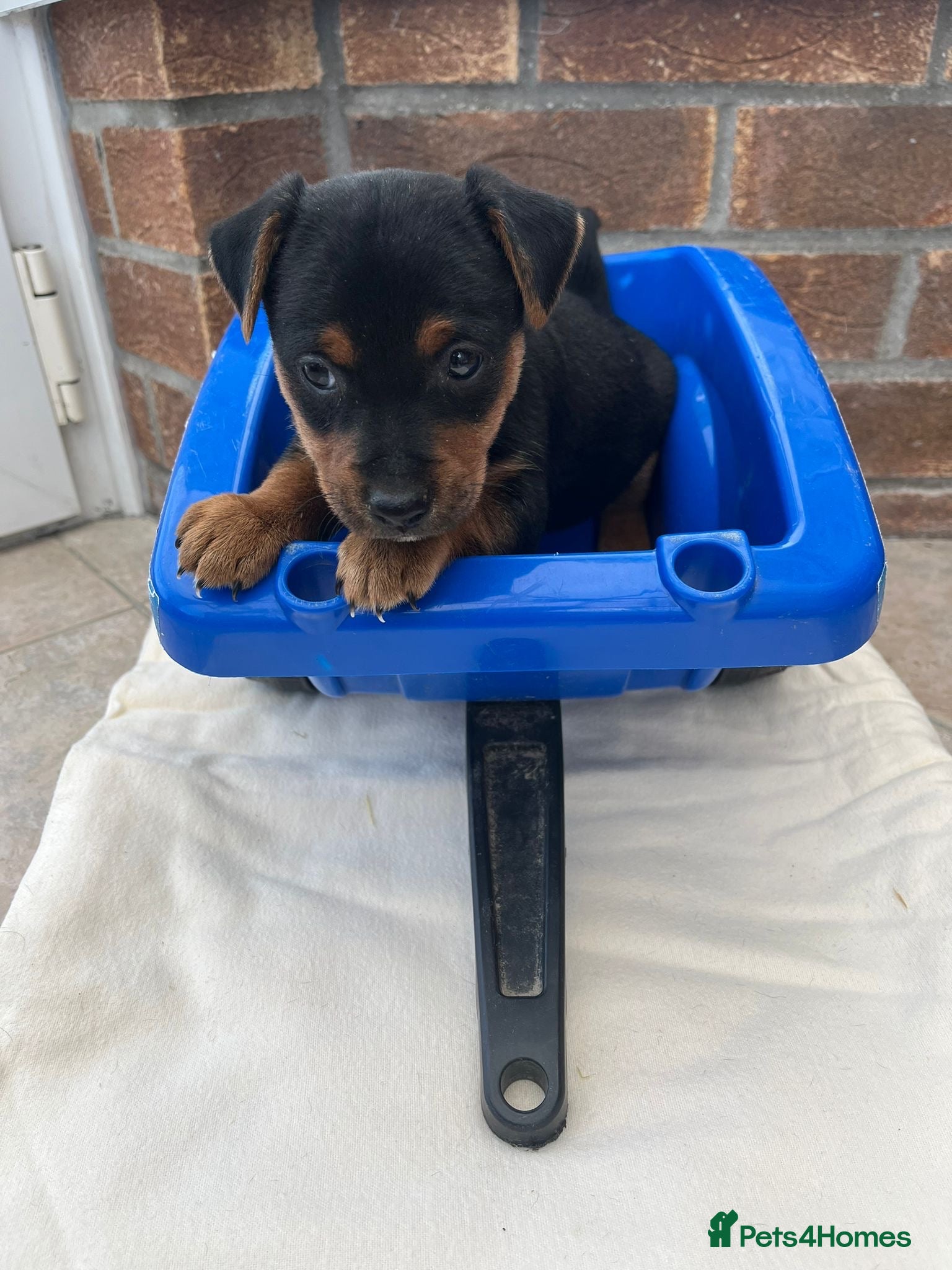Jack Russell dogs Beautiful Black & Tan Jack Russell - Advert 5