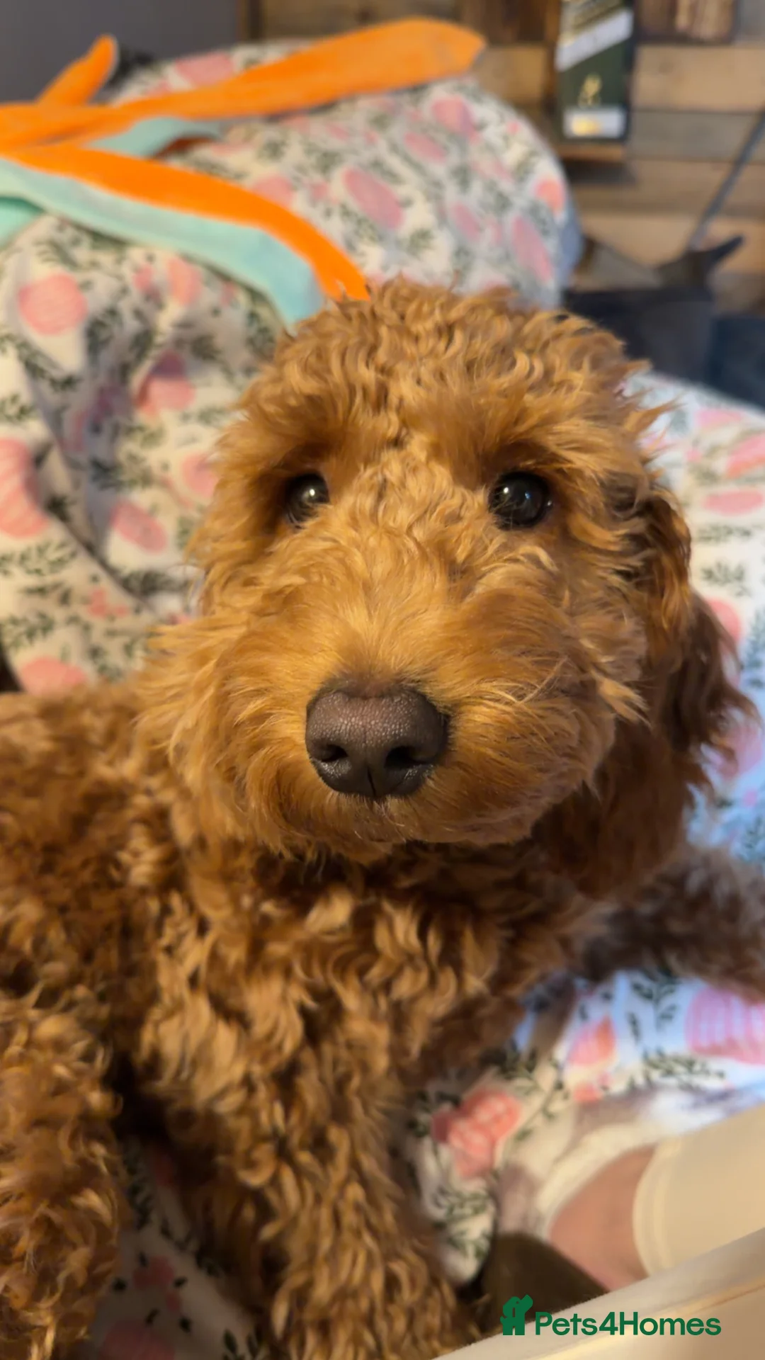 Cockapoo dogs for sale: 7 month old female cockapoo  - Advert 5