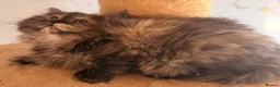 British Longhair cats for sale: Top quality BLH kittens new lines! in Rushden - Advert 17