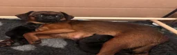 Griffon Bruxellois dogs for sale: 🐾 Griffon Bruxellois 🐾 in Port Talbot - Advert 11