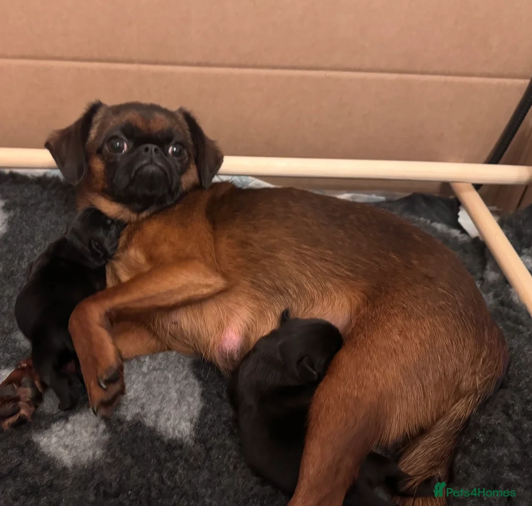 Griffon Bruxellois dogs for sale: 🐾 Griffon Bruxellois 🐾 in Port Talbot - Advert 11