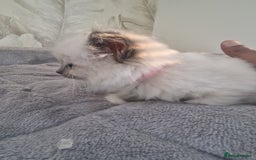 Ragdoll cats for sale: Ready to collect-Blue Point Kittens-Vaccinated - Image 22