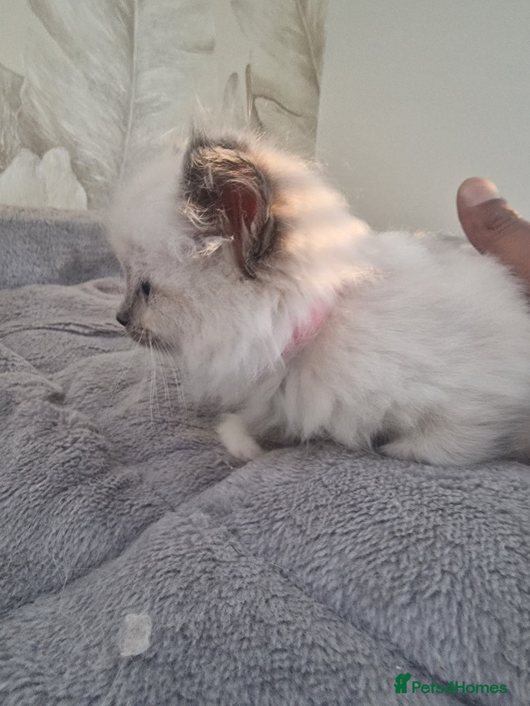 Ragdoll cats for sale: Ready to collect-Blue Point Kittens-Vaccinated - Image 22