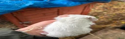 Guinea Pig rodents for sale: Baby Peruvian Silkie guineapigs very fluffy  - Advert 8