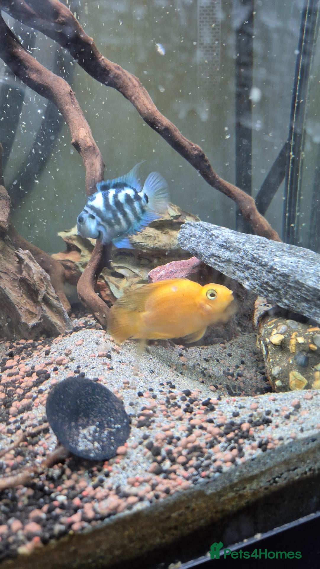 Cichlids fish Blood parrots and polar parrot fish - Advert 1