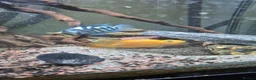 Cichlids fish for sale: Blood parrots and polar parrot fish - Advert 1