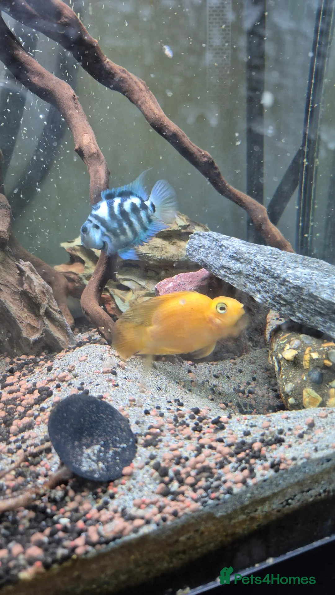 Cichlids fish for sale: Blood parrots and polar parrot fish - Advert 1