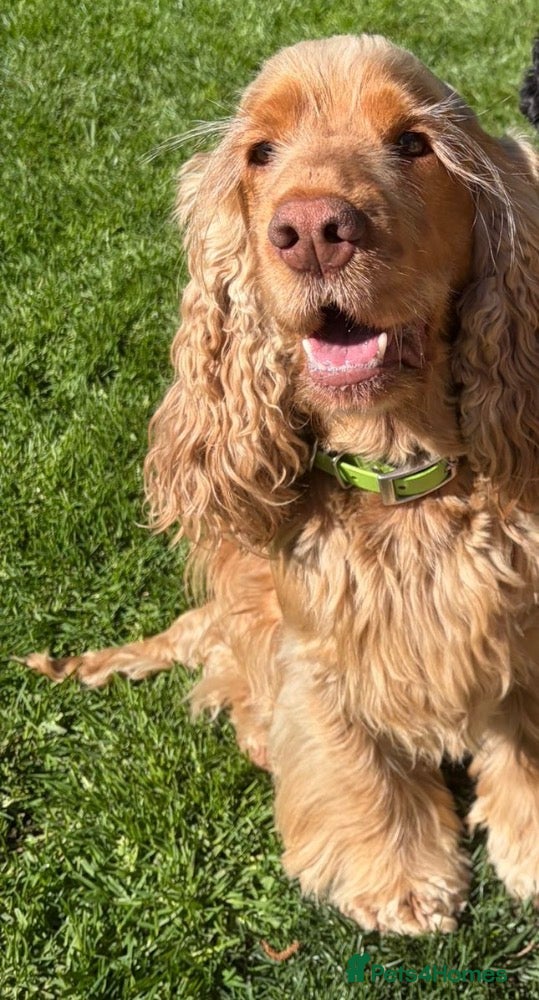 Cocker Spaniel dogs for sale: Utterly Gorgeous KC Reg Cocker Spaniel Pups, July - Advert 3