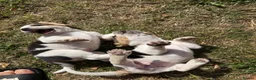 Beagle dogs for sale: 🐶Beagle Puppies 2 Girls for Sale🐶 - Advert 27