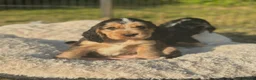 Cocker Spaniel dogs for sale: Stunning KC Reg Show type Cocker Spaniel puppies  - Advert 13