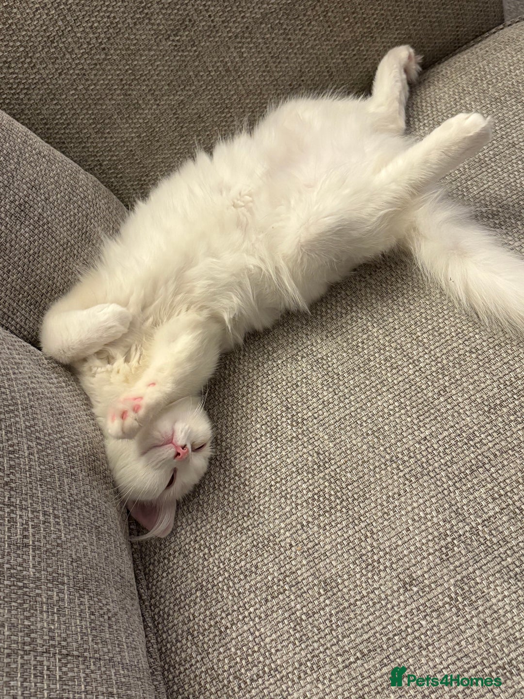 Ragdoll cats for sale: Ragdoll x male - Advert 2